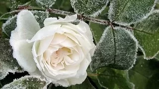 Белые розы ко дню рождения