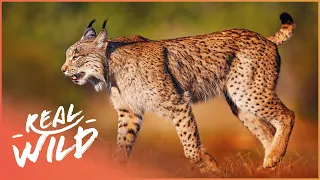 The Magnificent Wildlife Of Spain & Portugal | Facing The Atlantic | Real Wild