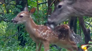 5-day-old fawn and mother white-tailed deer