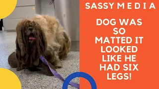 Dog was so matted it looked like he had six legs!