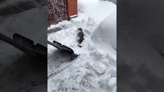 Cat Asks For Shovel Ride During Snow Removal || ViralHog