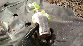 Как посадить рассаду клубники на маточник