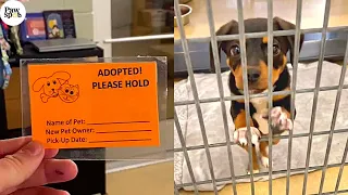 Shelter Dogs Get Adopted - Priceless Moments When Small Shelter Dogs Realized They Are Being Adopted