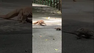 Nice to MATE you! Monitor Lizards caught in the act!