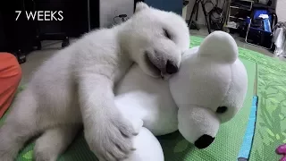 Nora the polar bear cub growing up