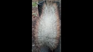 Хвост Ушастика / The tail of my friend squirrel