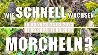 Wie schnell wachsen Morcheln? Das Wachstum von Spitzmorchel & Morchelbecherling im Detail!