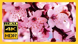 Beautiful Cherry Blossoms & RELAXING MUSIC For Meditation 4k HDR RELAXING MUSIC 4K Screensaver