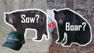 SOW vs BOAR - BLACK BEAR GENDER IDENTIFICATION MADE EASY!!!(Manitoba bear hunting)