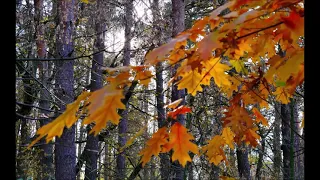 Нет на свете печальней измены, чем измена себе самому