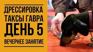 Дрессировка таксы Гавра. День 5. Вечернее занятие