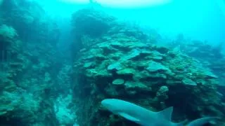 Diving with Nurse Shark - Ambergris Caye, Belize