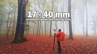 7 Photography Tips: Woodland Photography with a Wide Angle Lens