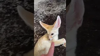 Are fennec foxes hard to care for?