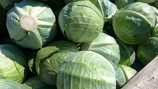 Капуста Ринда в условиях засухи. Rinda cabbage in drought conditions