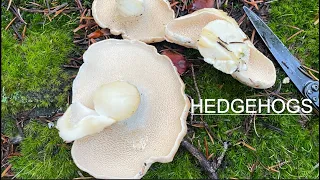 Mushroom Foraging Tips (Bear's Head Tooth, Boletes, Chanterelles, and Hedgehogs).