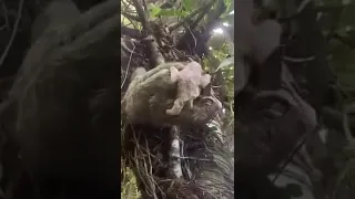 bicho preguiça carregando filhote