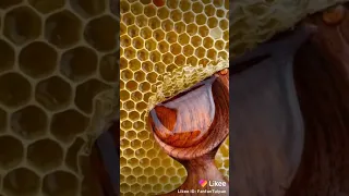 А мы любим мед