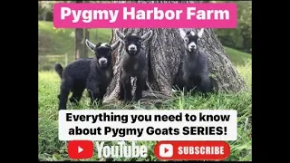 Everything you need to know about Pygmy Goats  Episode 1