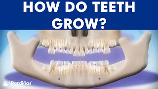 INCREDIBLE Tooth eruption process - How do teeth grow ©