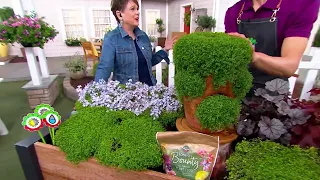 Roberta's 6-piece Corsican Mint Groundcover on QVC