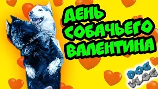 Я ПОМИРИЛСЯ С ТЕРРИ! 💖 У НАС БУДУТ ЩЕНКИ! (Хаски Бандит) Говорящая собака