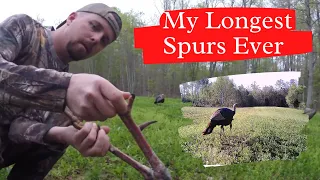 My Longest Spurs Ever!!! 2015 Kentucky Turkey Hunt