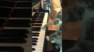 Cat plays Fur Elise on piano