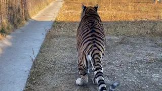 Суматранская тигрица Кармен ПЕРЕСКАНДАЛИЛА СО ВСЕМИ АМУРСКИМИ ТИГРАМИ !