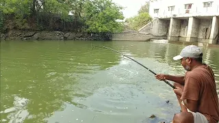 Fish hunting || Amazing Catching big rohu fishes