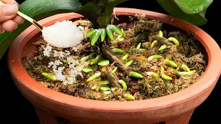 Sprinkle a spoonful, the dead orchid suddenly revives with 1000 new, plump roots