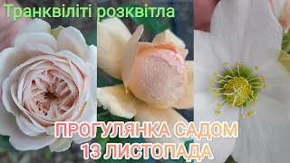 Прогулянка садом 13 листопада||Транквіліті розквітла||Закриття дачного сезону