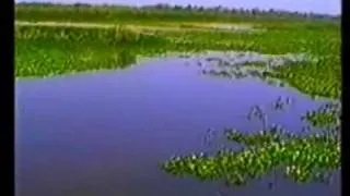 Taiamã, Tuiuiú, Pantanal - Parte 1