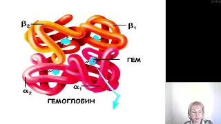 Биохимия. Хромопротеины. Обмен железа. Структура гемоглобина