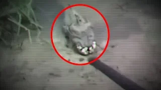 5 Mysterious Creatures Caught On Camera & Spotted In Real Life! #3