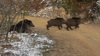 Anadolu'da Muhteşem bir domuz avı / wild boar hunting in Anatolia.