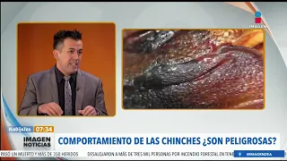 ¿Plaga de chinches? experto nos explica | Noticias con Francisco Zea