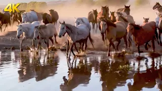 Equestrian 🐎 Symphony A Majestic Journey Through the Wild Horses in Nature 🌿🎶