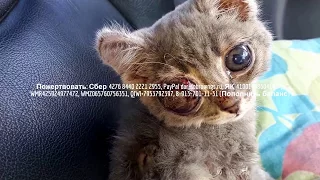 Жалко до слез Инвалид и волонтеры спасают  котенка  | Save kitten help him