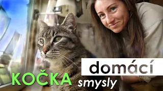 🔮 Smysly nejpopulárnějšího mazlíčka 🐱 | Kočka domácí 🐈