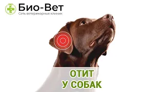 Отит у собак. Ветеринарная клиника Био-Вет.