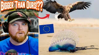 American Reacts to Wildlife Throughout Europe..