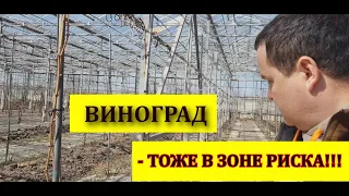 ВИНОГРАД - ТОЖЕ В ЗОНЕ РИСКА!!! /Grapes are also at risk
