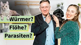 Parasiten bei Haustieren - Experte gibt Tipps