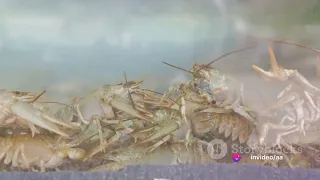 Crayfish 101: Unveiling the Underwater World