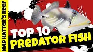 Top 10 Predator Saltwater Fish