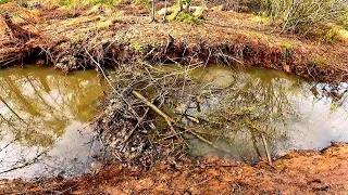 Beaver Dam Removal! || Not Today!! Draining Father Beaver Dam! Part 4