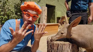 Blippi’s Fun Zoo Day! @Blippi Educational Videos for Kids | Explore With Me!