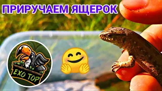 ПРИРУЧАЕМ ПРЫТКИХ ЯЩЕРОК! EXO TOP