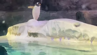 Penguin at BIRD PARADISE, Singapore